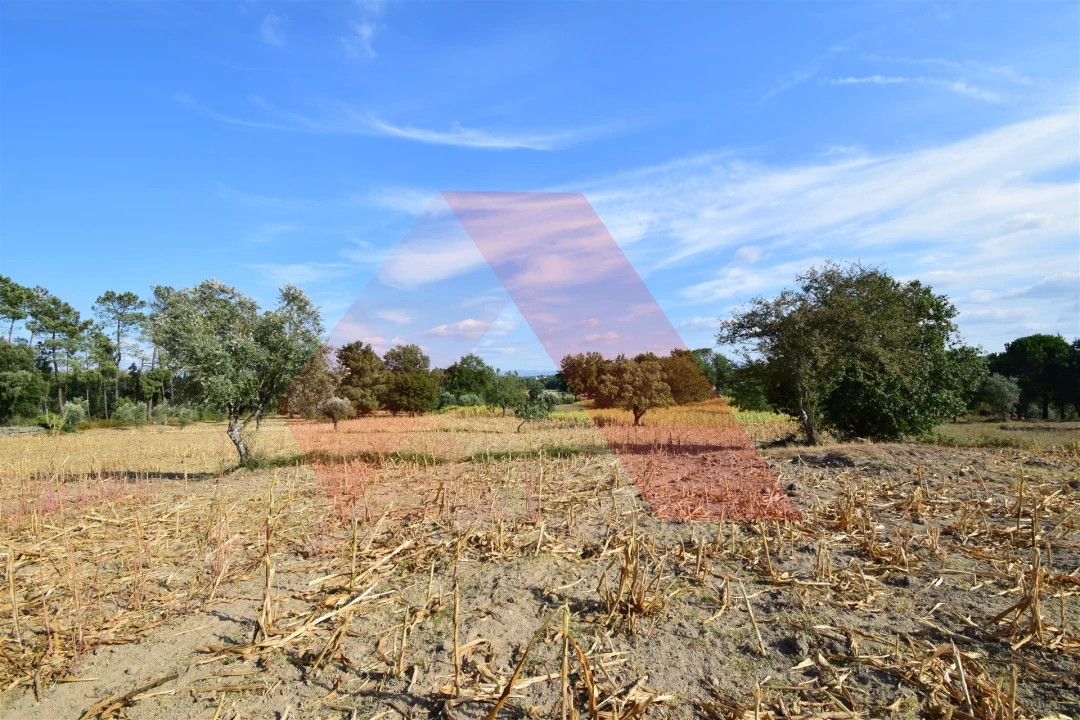 Terreno Agricola ou Rústico para Venda em Ázere e Covelo Foto 8