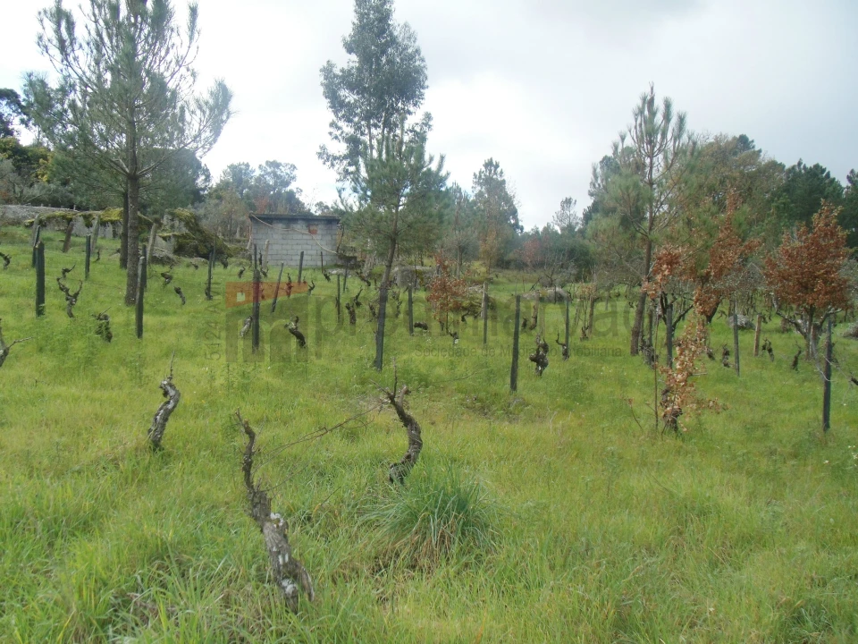 Terreno Agricola ou Rústico para Venda em Nespereira Foto 4
