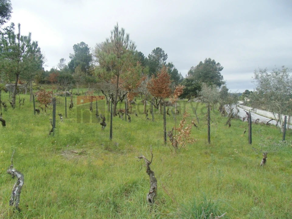 Terreno Agricola ou Rústico para Venda em Nespereira Foto 5