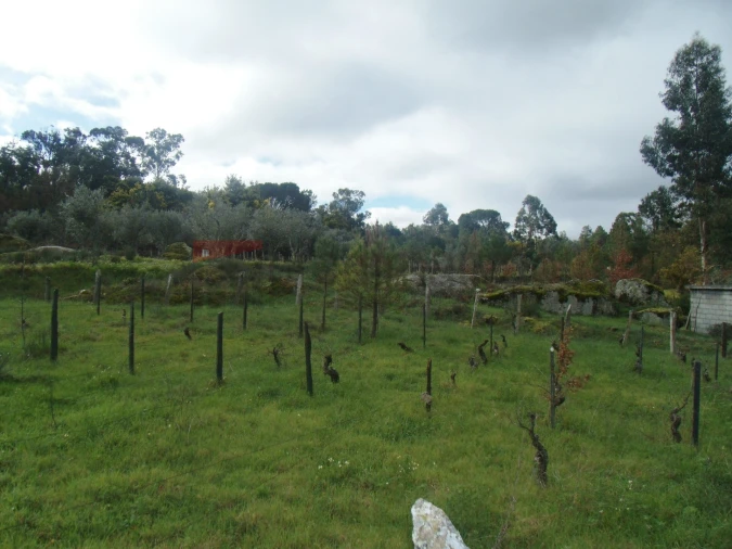 Terreno Agricola ou Rústico para Venda em Nespereira Foto 6