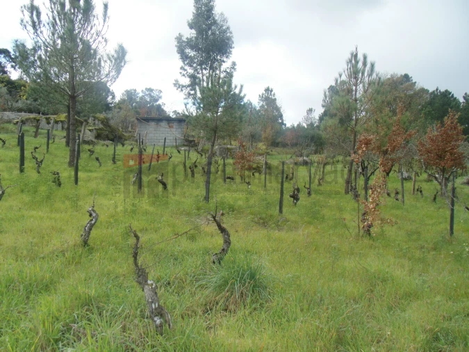 Terreno Agricola ou Rústico para Venda em Nespereira Foto 4