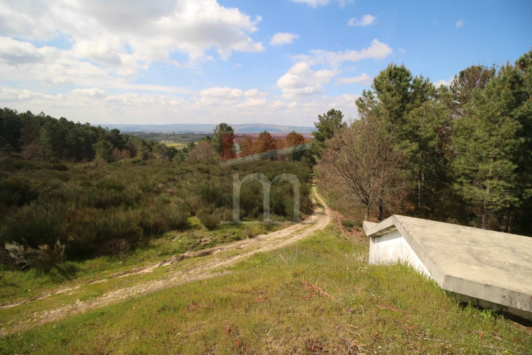 Terreno para Venda em São Paio Foto 7