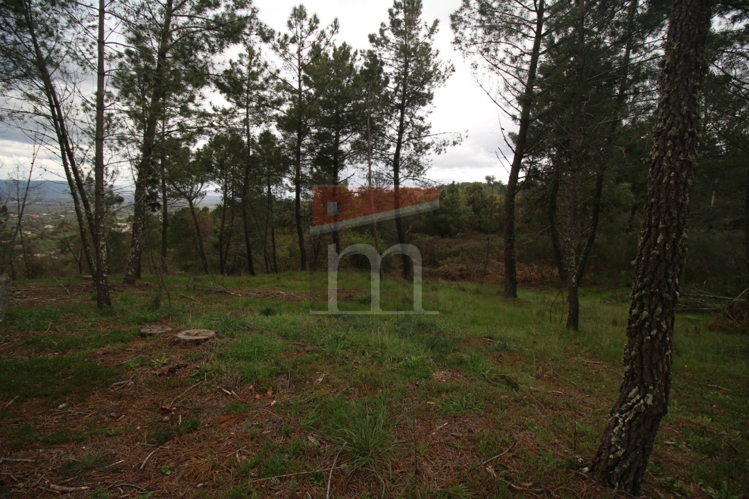 Terreno para Venda em São Paio Foto 3