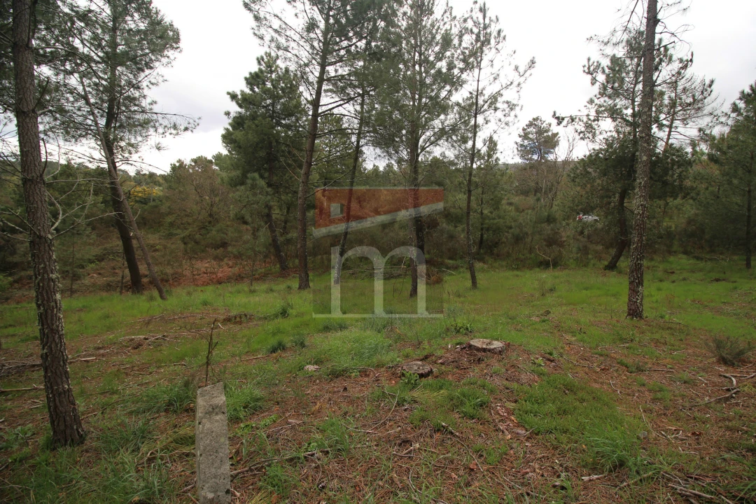 Terreno para Venda em São Paio Foto 2