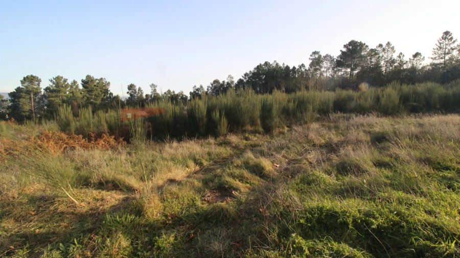 Terreno para Venda em São Paio Foto 4