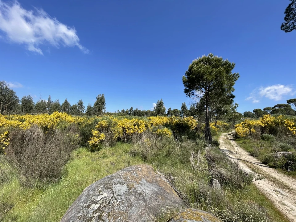 Terreno para Venda em Pinhanços Foto 6