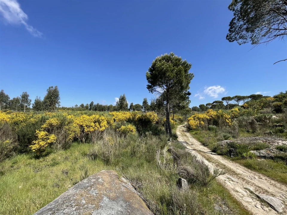 Terreno para Venda em Pinhanços Foto 3