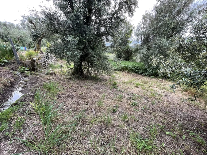 Terreno Agricola ou Rústico para Venda em Pinhanços Foto 5