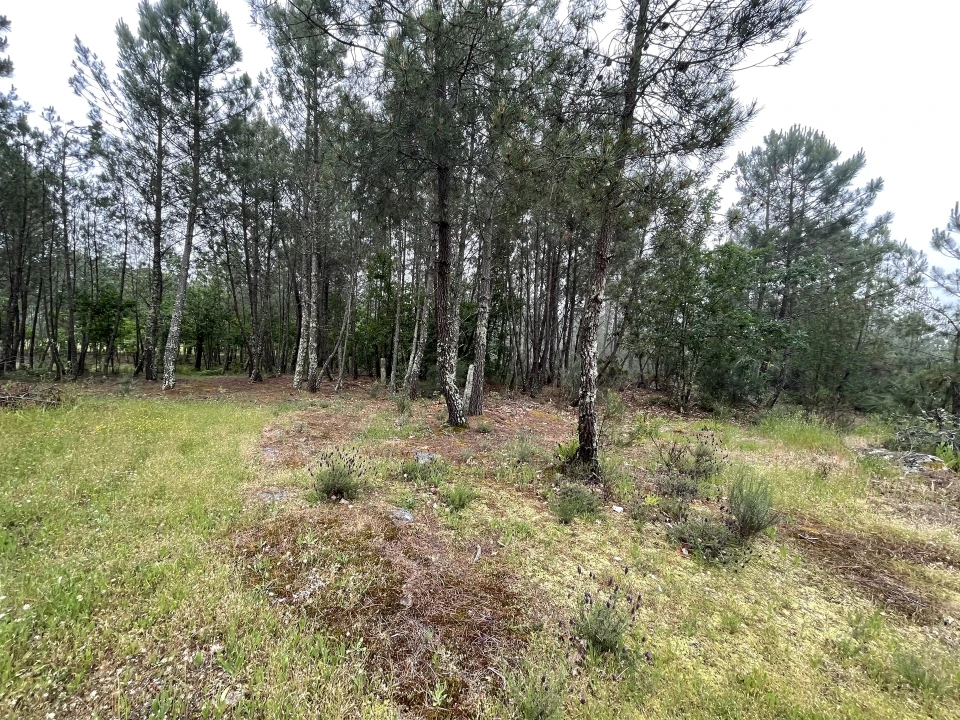 Terreno Agricola ou Rústico para Venda em Santa Comba Foto 10