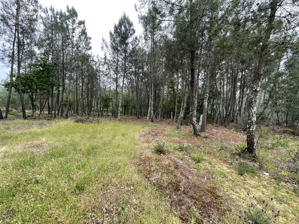 Terreno Agricola ou Rústico para Venda em Santa Comba Foto 6