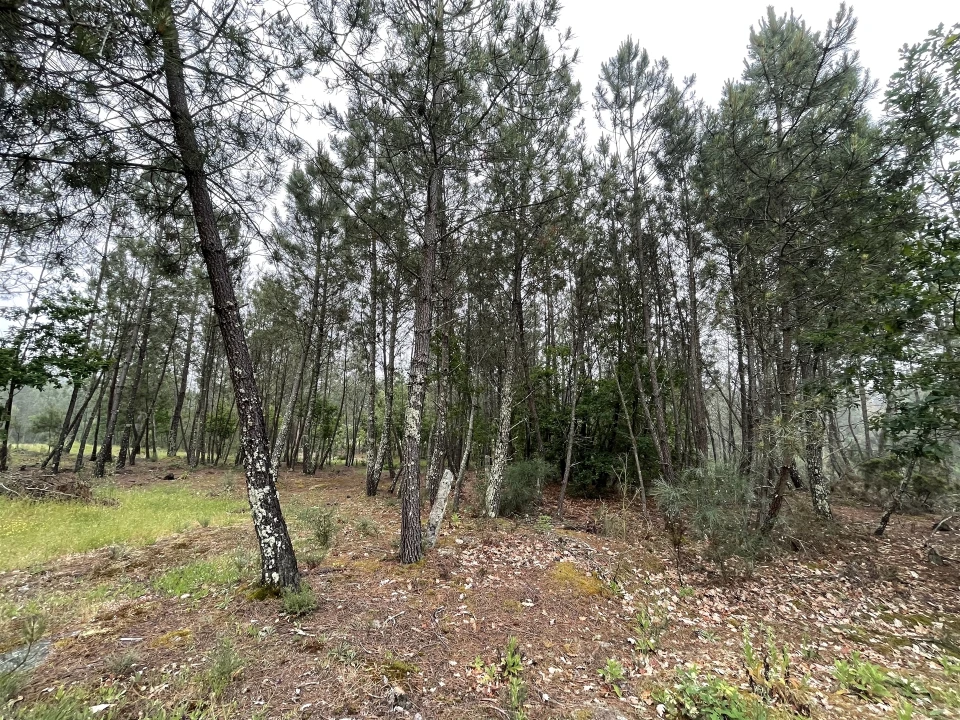 Terreno Agricola ou Rústico para Venda em Santa Comba Foto 9