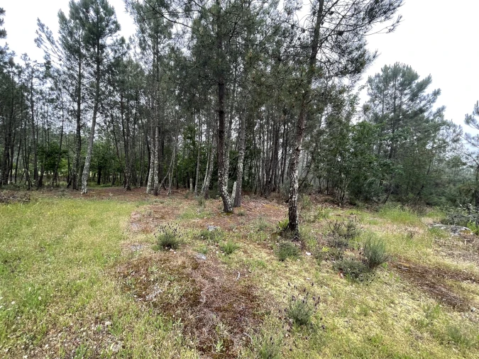 Terreno Agricola ou Rústico para Venda em Santa Comba Foto 10
