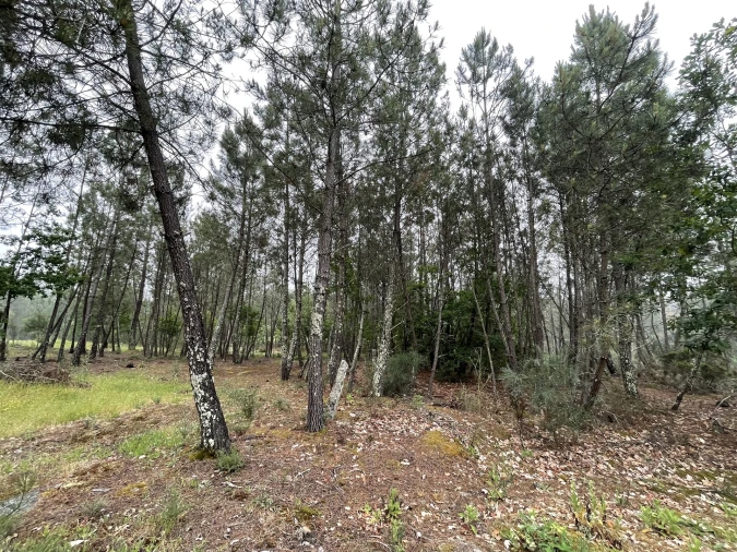 Terreno Agricola ou Rústico para Venda em Santa Comba Foto 9