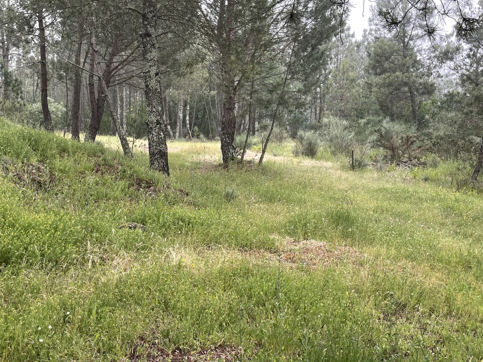 Terreno Agricola ou Rústico para Venda em Santa Comba Foto 8