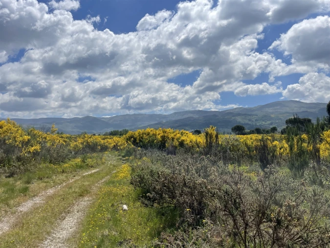 Terreno Agricola ou Rústico para Venda em Pinhanços Foto 8