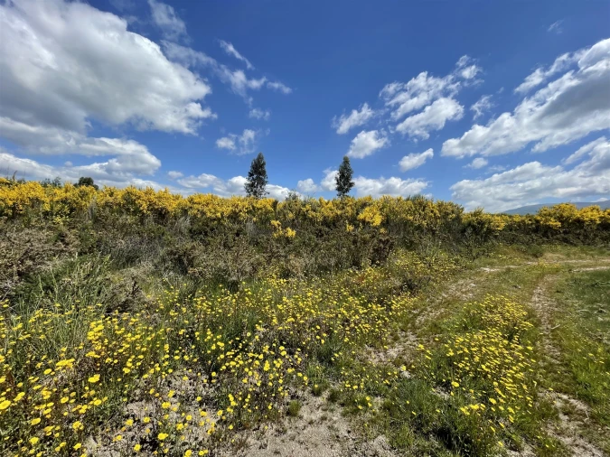 Terreno Agricola ou Rústico para Venda em Pinhanços Foto 4