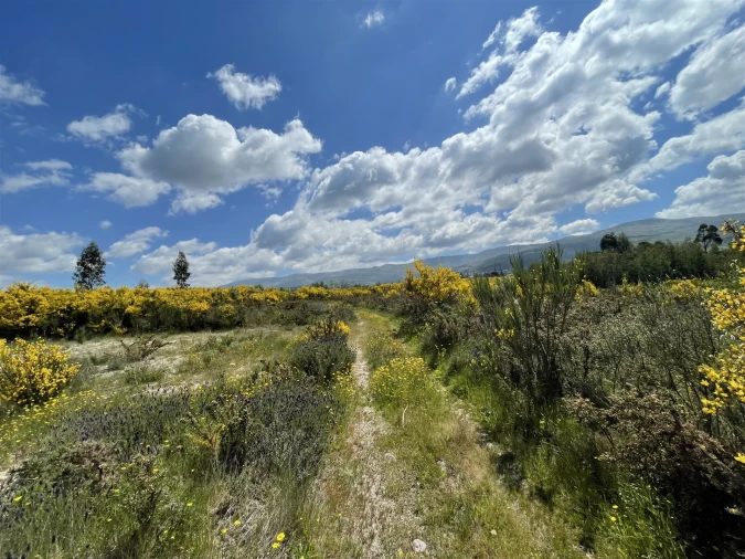Terreno Agricola ou Rústico para Venda em Pinhanços Foto 3