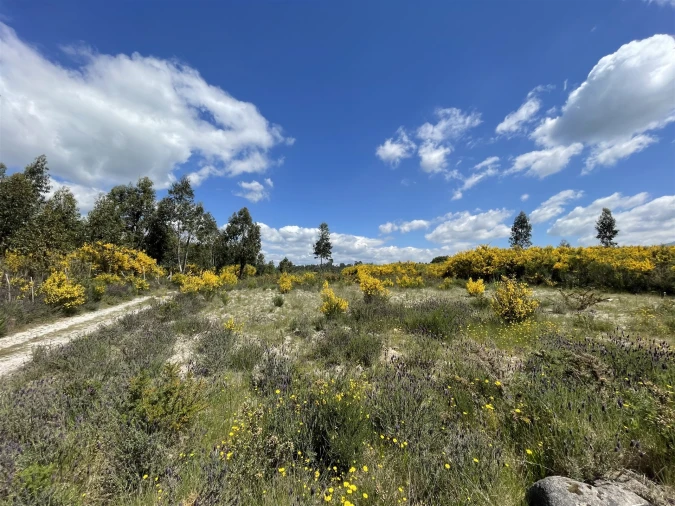 Terreno Agricola ou Rústico para Venda em Pinhanços Foto 2