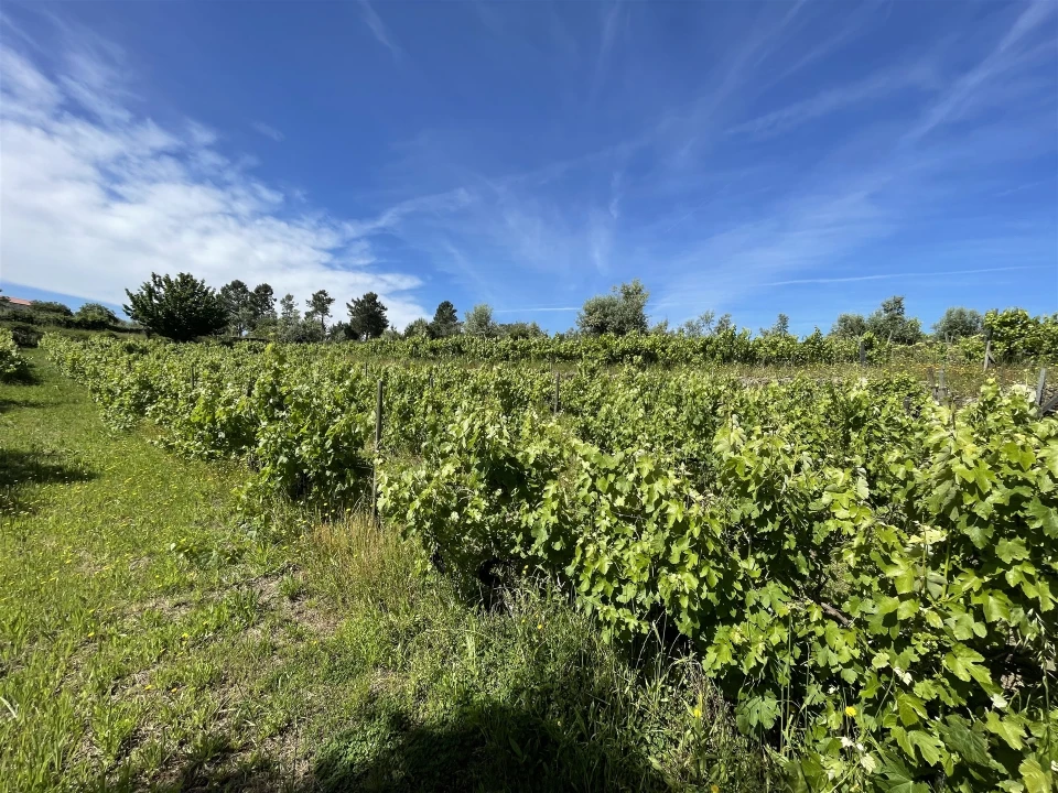 Terreno Agricola ou Rústico para Venda em Nespereira Foto 4