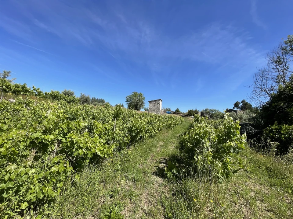 Terreno Agricola ou Rústico para Venda em Nespereira Foto 3