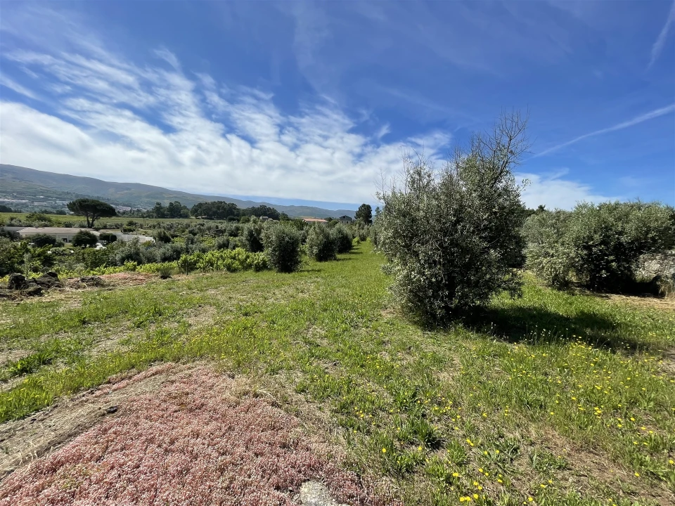 Terreno Agricola ou Rústico para Venda em Nespereira Foto 11
