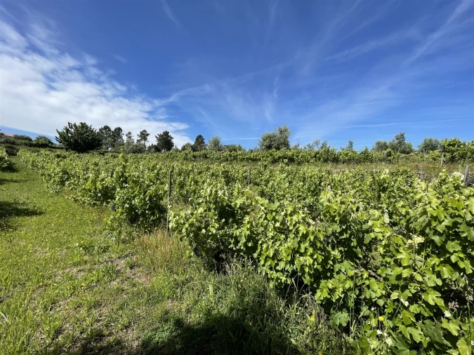 Terreno Agricola ou Rústico para Venda em Nespereira Foto 4