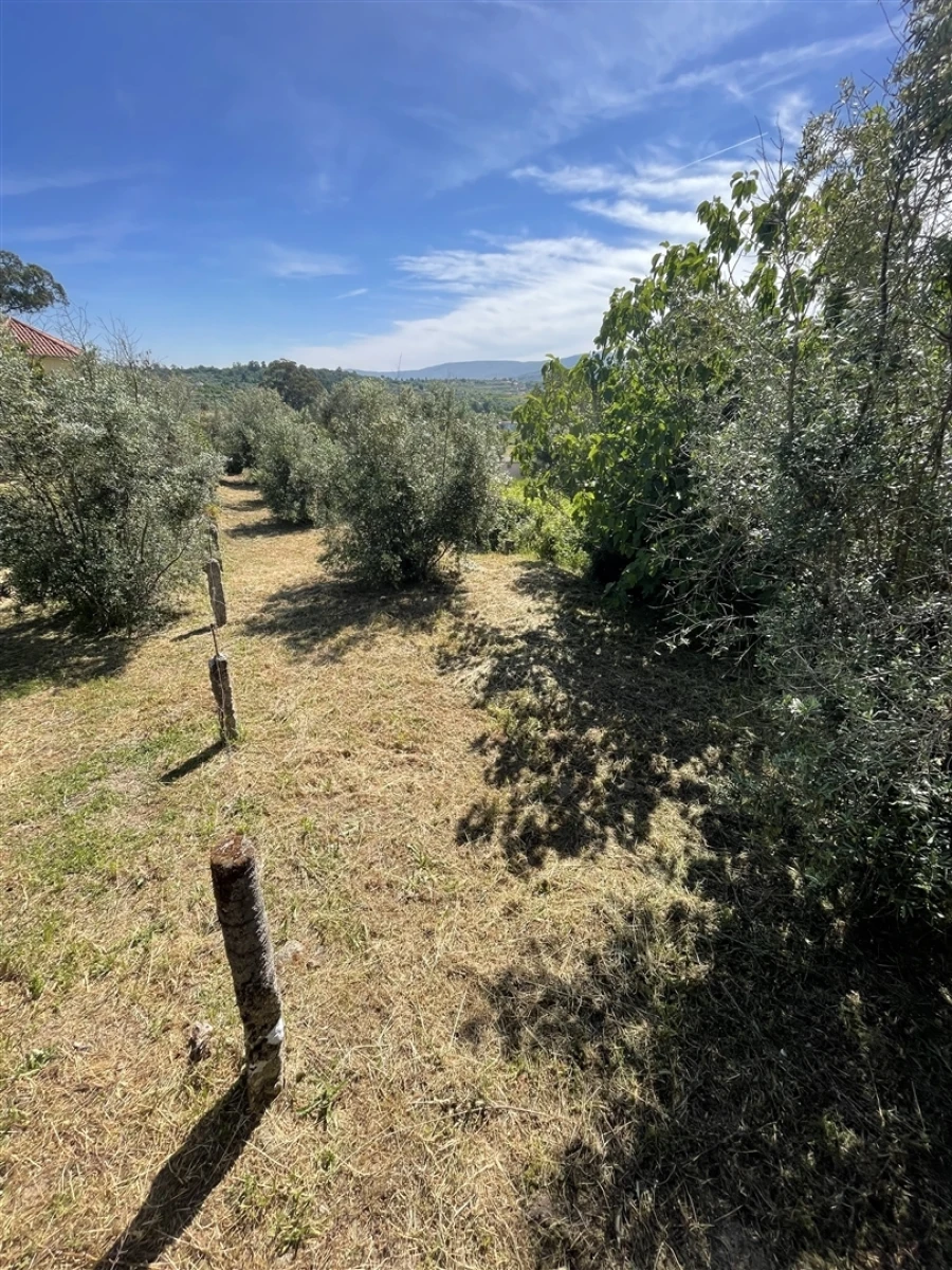 Terreno Agricola ou Rústico para Venda em Nespereira Foto 6