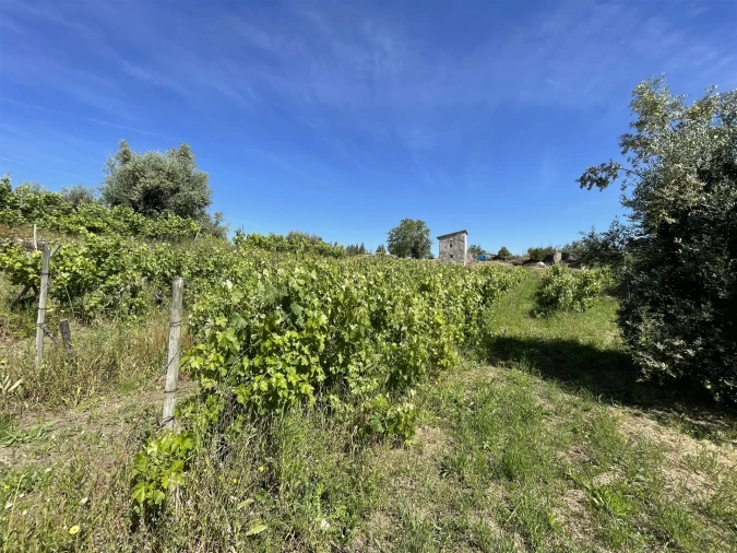 Terreno Agricola ou Rústico para Venda em Nespereira Foto 8
