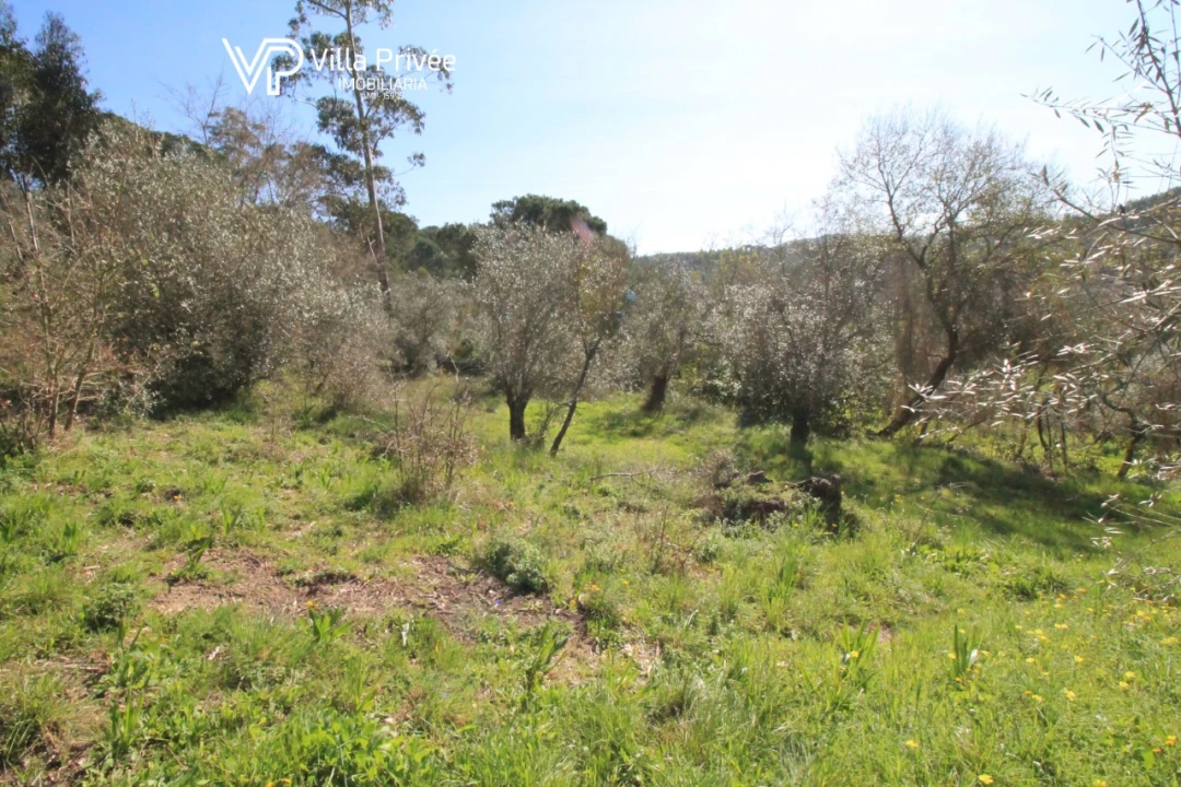 Terreno para Venda em Condeixa-A-Velha e Condeixa-A-Nova Foto 12