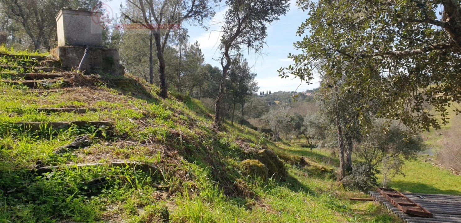 Terreno Misto para Venda em Proença-A-Velha Foto 14