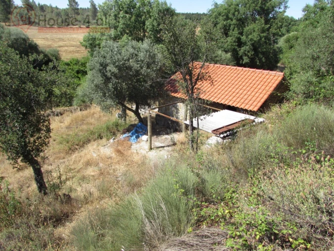 Terreno Misto para Venda em Proença-A-Velha Foto 6