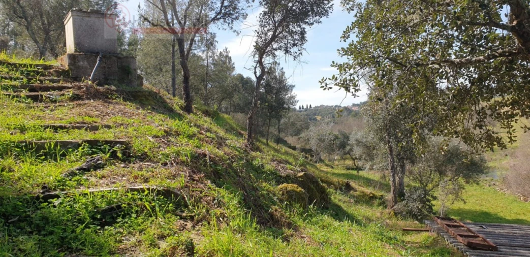 Terreno Misto para Venda em Proença-A-Velha Foto 14