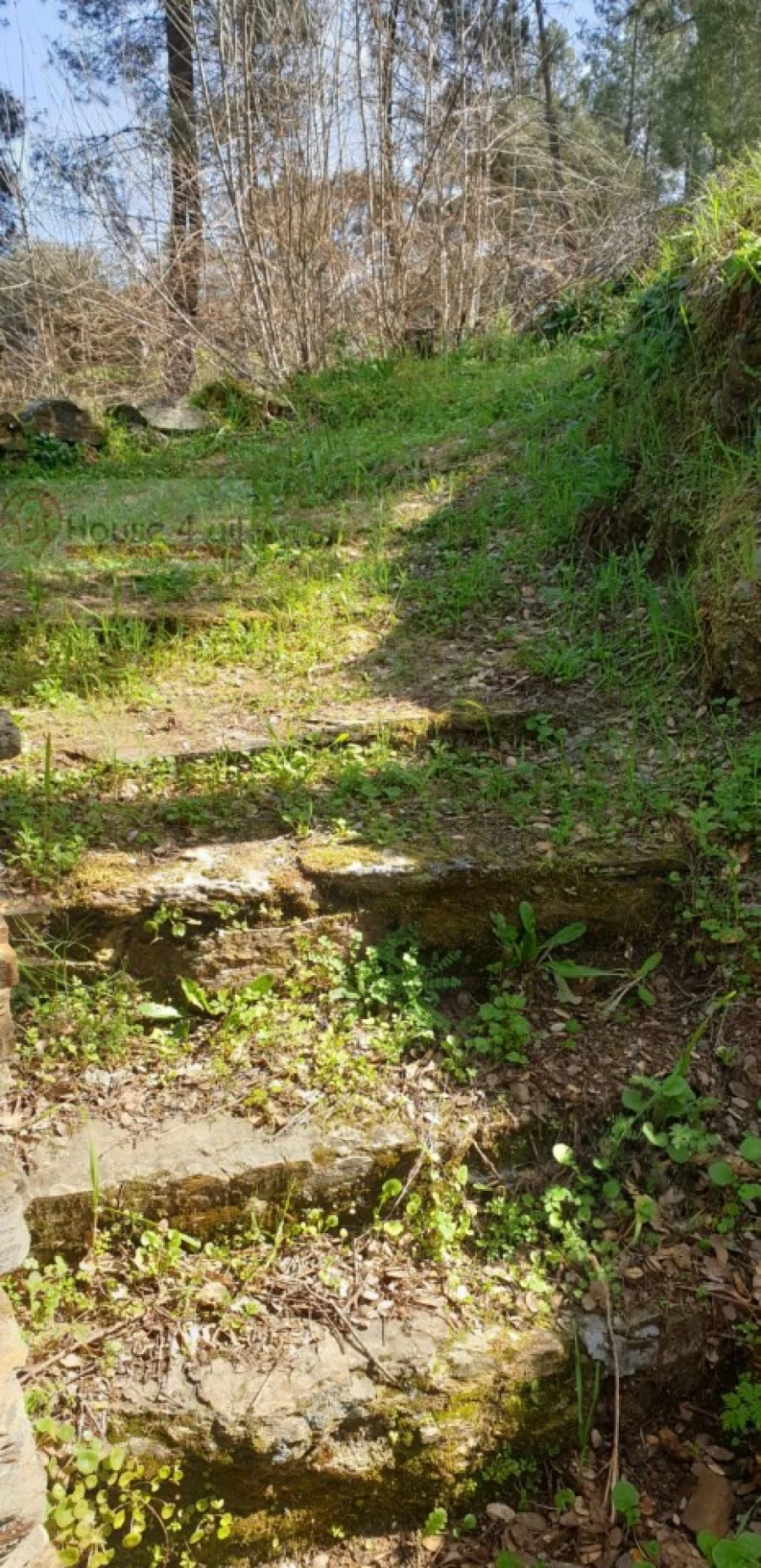 Terreno Misto para Venda em Proença-A-Velha Foto 15