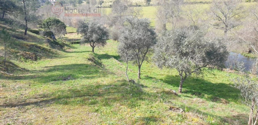 Terreno Misto para Venda em Proença-A-Velha Foto 18