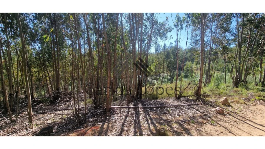 Terreno para Venda em Figueiró dos Vinhos e Bairradas Foto 3
