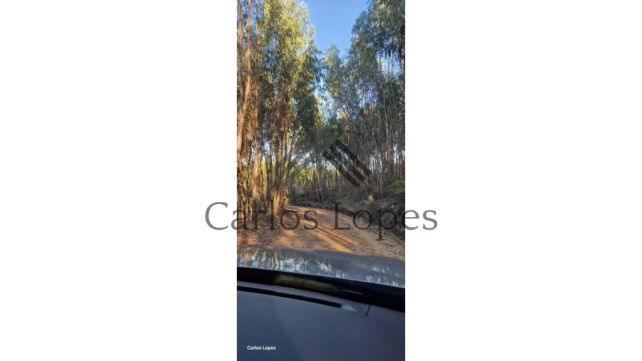 Terreno para Venda em Figueiró dos Vinhos e Bairradas Foto 2