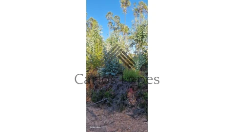 Terreno para Venda em Figueiró dos Vinhos e Bairradas