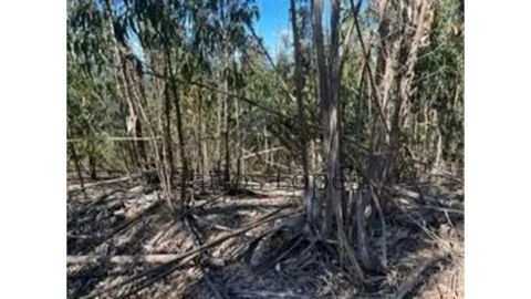 Terreno para Venda em Figueiró dos Vinhos e Bairradas