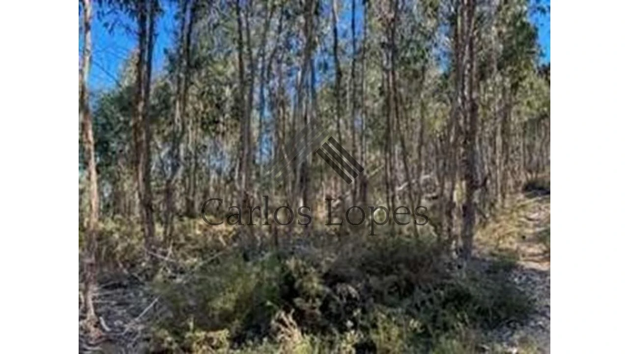 Terreno para Venda em Figueiró dos Vinhos e Bairradas Foto 1
