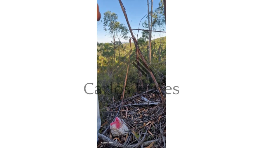 Terreno para Venda em Figueiró dos Vinhos e Bairradas Foto 2