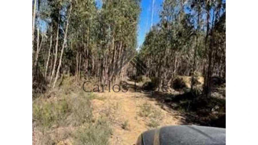 Terreno para Venda em Figueiró dos Vinhos e Bairradas Foto 1