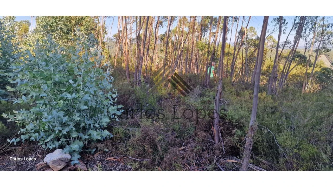 Terreno para Venda em Figueiró dos Vinhos e Bairradas Foto 2
