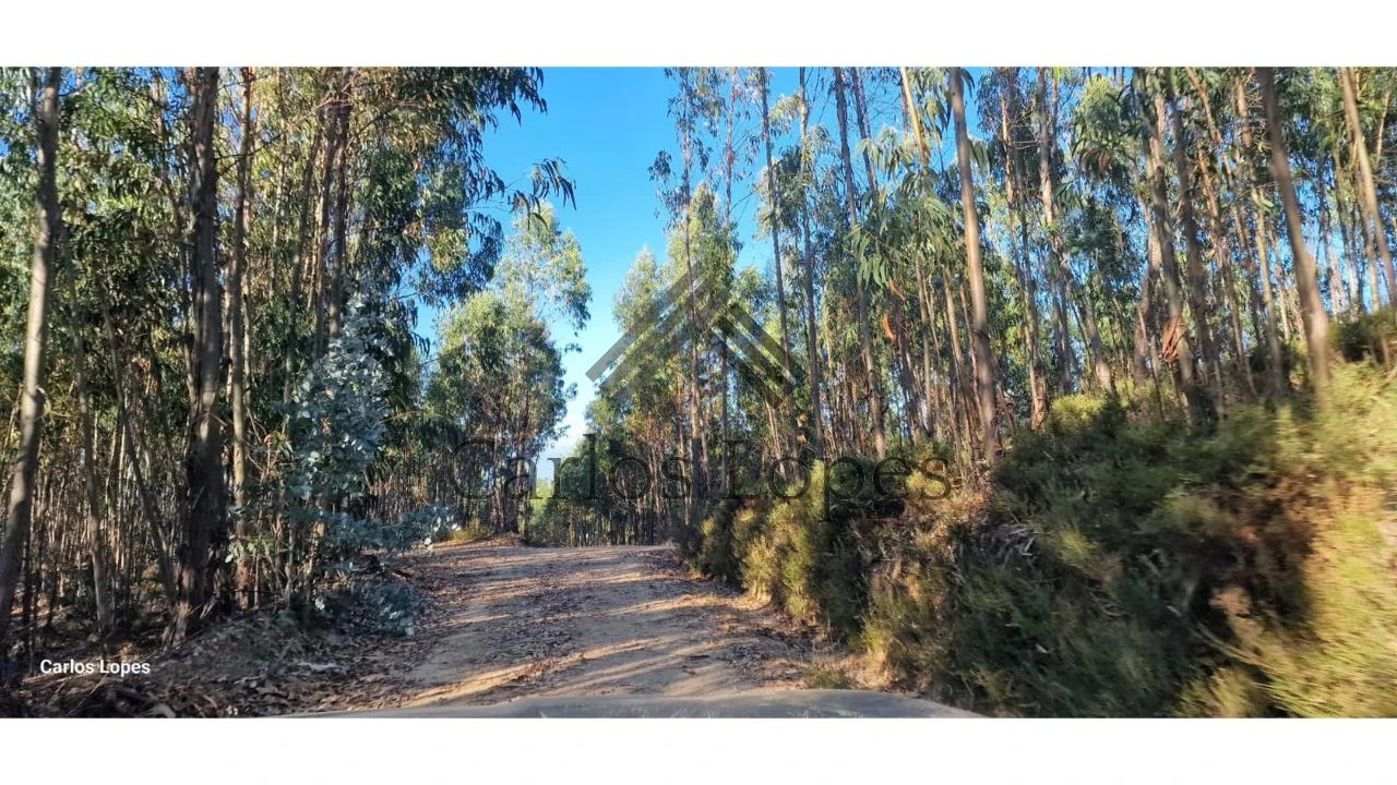Terreno para Venda em Figueiró dos Vinhos e Bairradas Foto 2