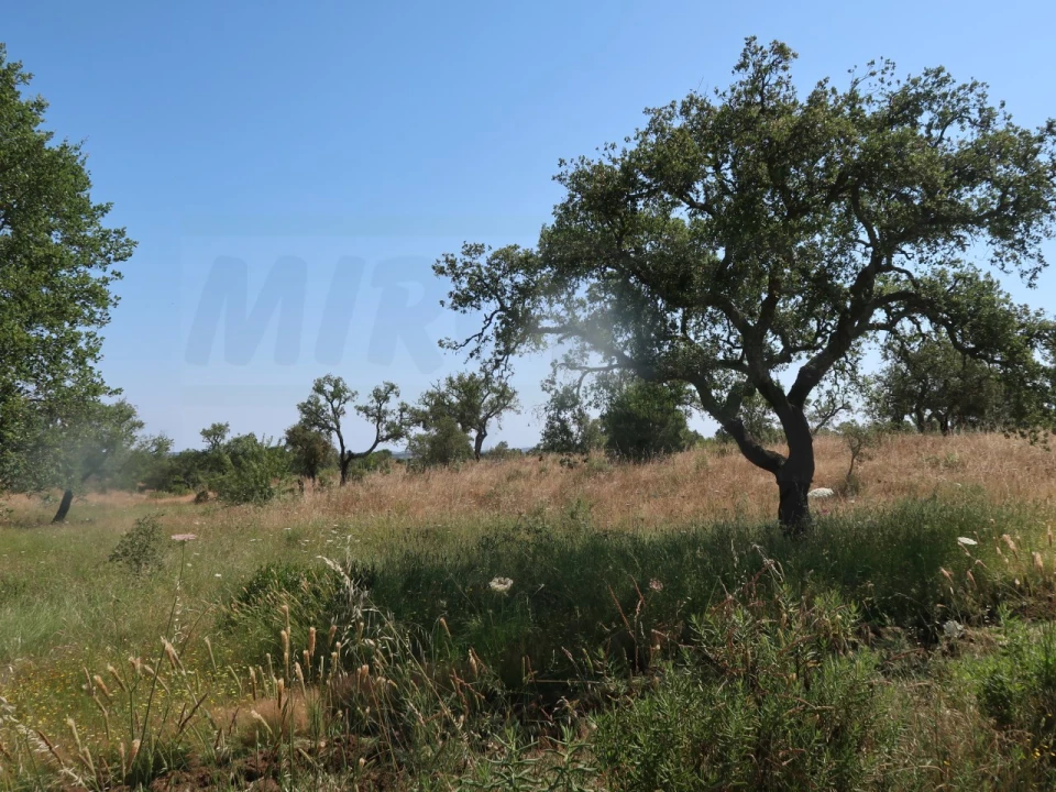 Terreno para Venda em Abela Foto 5