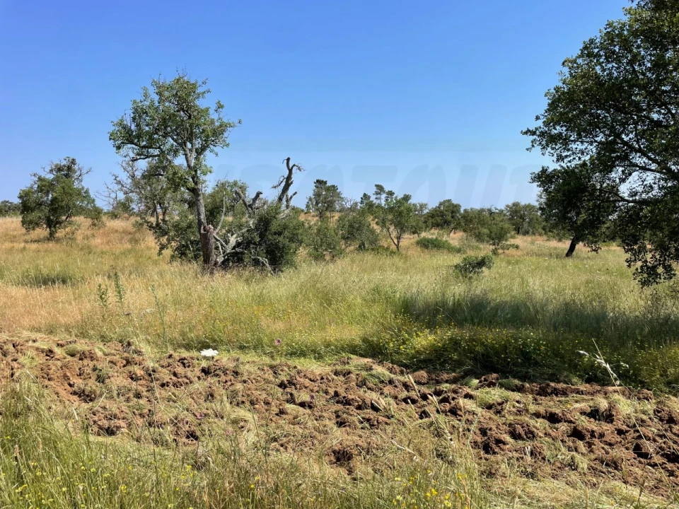 Terreno para Venda em Abela Foto 2