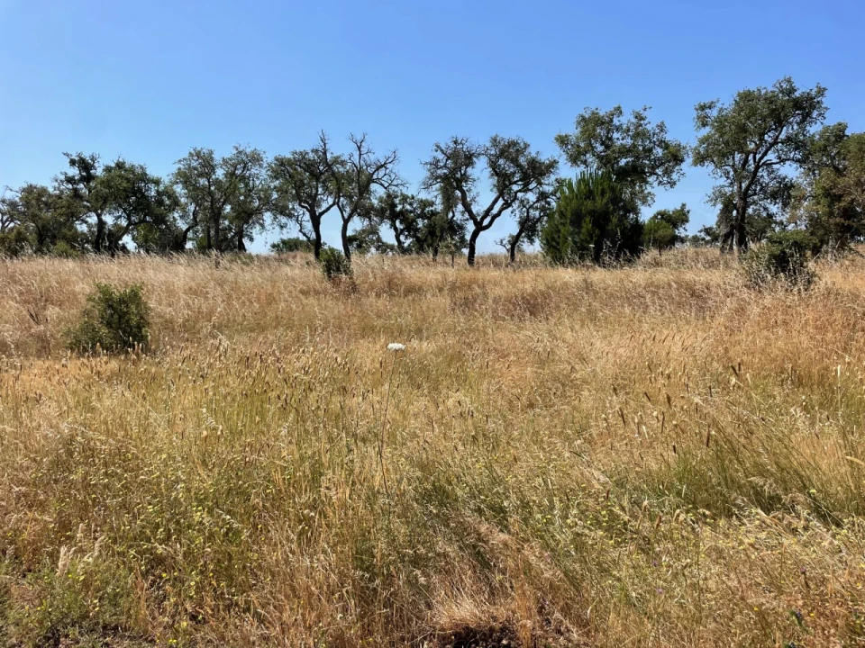 Terreno para Venda em Abela Foto 10