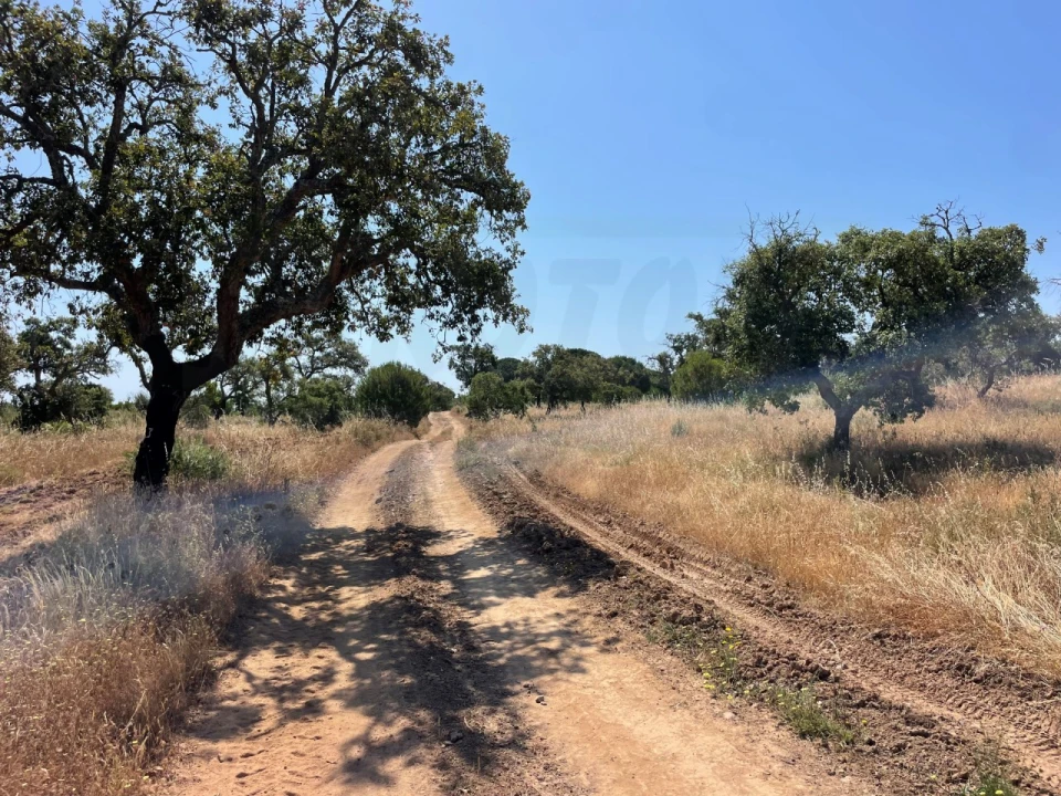 Terreno para Venda em Abela Foto 11