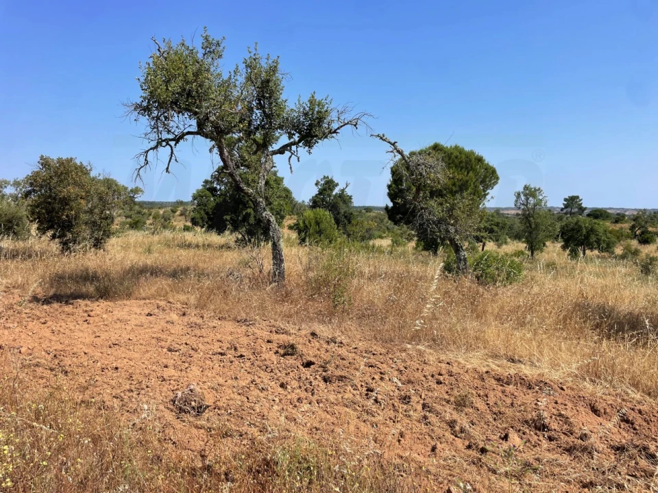 Terreno para Venda em Abela Foto 13