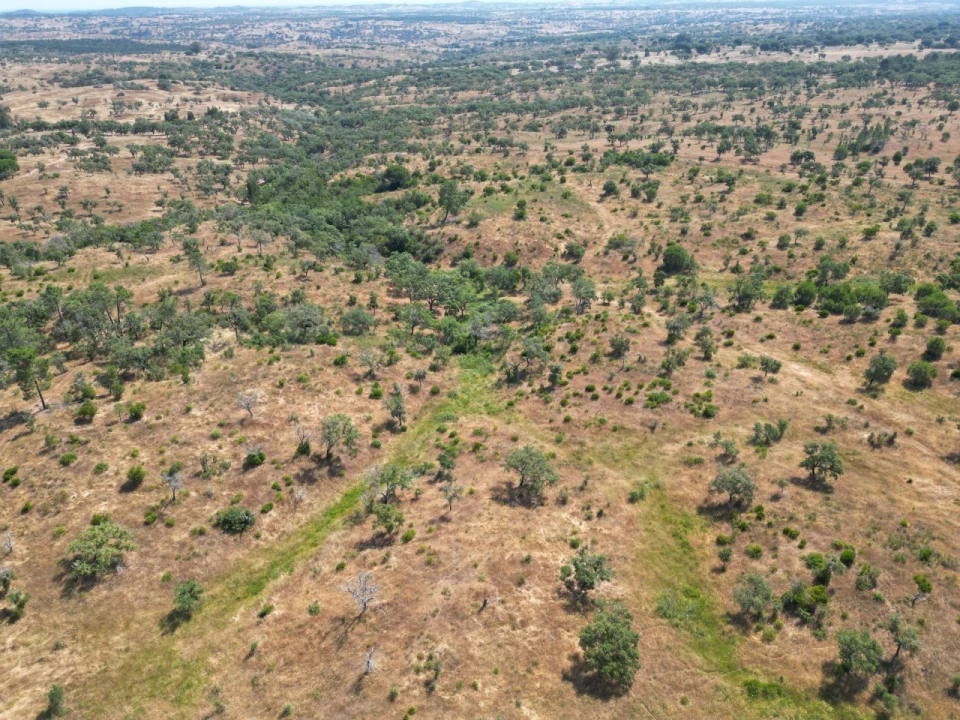 Terreno para Venda em Abela Foto 16
