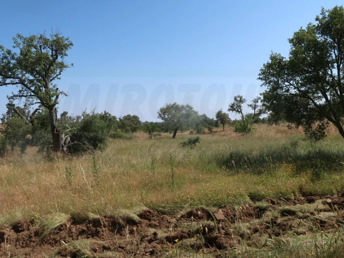 Terreno para Venda em Abela Foto 4